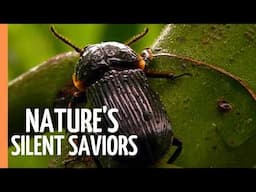 Green Revolution: How Plants Saved the Planet | Full Documentary