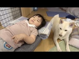 【赤ちゃんと柴犬】2022年8月17日〜8月23日