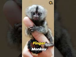 Tinniest Monkeys in the world