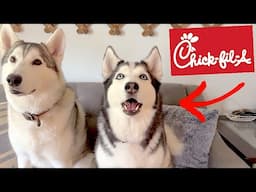 Siberian Huskies Review Chic Fil A!!!!!