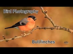 Tips & techniques for photographing Bullfinches one of the UKs most beautiful birds.