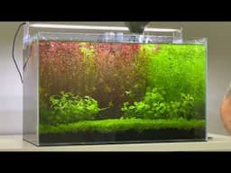 Beautifully Overgrown Aquarium gets a Trim