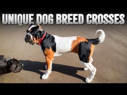 Top 10 Hybrid-Designer Dog Breeds