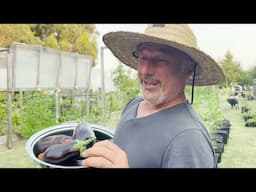 Check out my Eggplant and Tomato Harvest From One Plant.