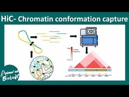 Hi-C | chromosome conformation capture | 3D chromatin architecture