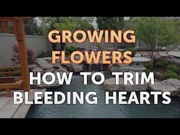 How To Trim Bleeding Hearts