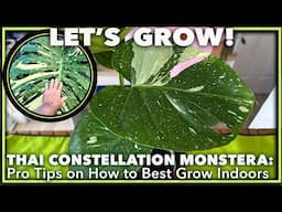 Thai Constellation Monstera