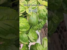 🌿 Amazel Basil®– Sweet Italian Basil for Bigger Harvests! 🌱