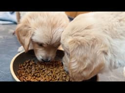 Rescue Golden Retriever Puppies Eat Kibble For the First Time!