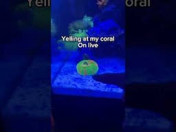 Have you ever yelled at a coral?