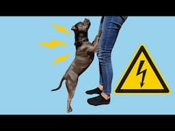 Shock or Not? Electric Collars for Staffies