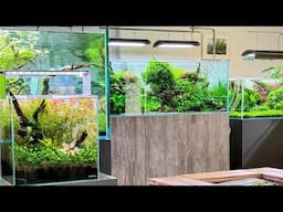 Walk around our Aquascaping specialist showroom and shop. New scapes and more…