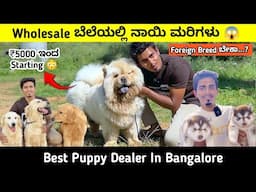 Quality ನಾಯಿ ಮರಿಗಳು  ಕಡಿಮೆ ಬೆಲೆಯಲ್ಲಿ 😱| Puppies For Sale In Bangalore | Mr 350 |