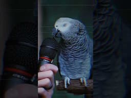 Talking African Grey Parrot #parrot #talkingparrot #viralparrot #trending #shorts #africangrey