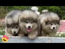 Baby Alaskan Malamute Puppies Running😍Funny And Cute Puppies Compilation