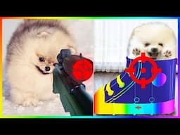 New Funny and Cute Dog Pomeranian 2023 😍🐶| Funniest Puppy Videos 🐕 #386