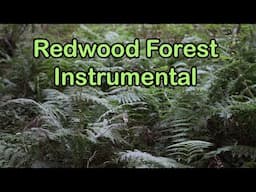 Relaxing Music in a Redwood Forest