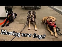 Tips for Service Dog Meetups 🦮