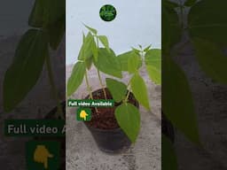 🌿Beans செடி 👌சூப்பரா வளர்ந்துருக்கு #shorts#gardening #trending #gardeningideas