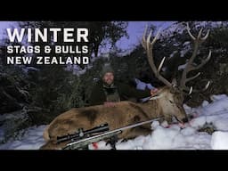 Winter Bulls and Stags Hunting - New Zealand