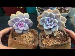 HOW TO DIFFERENTIATE BETWEEN GRAPTOPETALUM SUPERBUM AND PURPLE DELIGHT