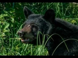 21 Minutes of Horrific Scary Bear Attacks