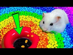 🌈🐹 Hamster Escape Maze: Hamster Cute Pets Maze Best Challenge 😱 #hamsterescape #mazediytraps