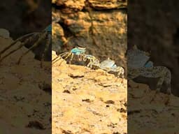 Crab Mating Dance Ritual 4K #funnyanimals #animalsfunny #pets