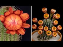 Hypnotic Cactus Flowers Blooming Time Lapse | Bored Panda Art