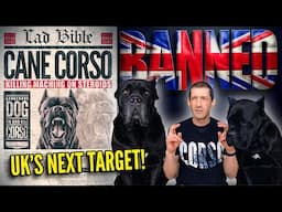 Cane Corso UK's Next DOG BAN!