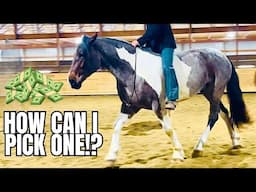 This Horse Auction Preview Will BLOW You Away! These Are My TOP Choices!