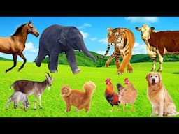 Amazing Animal sounds - Lovely Animal Moments: Cow, Sheep, Dog, Cat, Chicken, Elephant