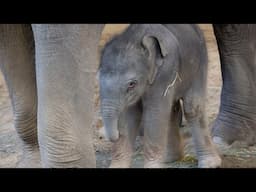 Newborn Asian Elephant Calf Takes First Steps