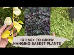 Easy to grow Plants in hanging basket from cutting||Easy to grow plants from cuttings