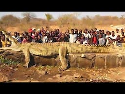 Meet the Massive Crocodiles That Make Their Homes 40 Feet Underground | Wildlife Documentary