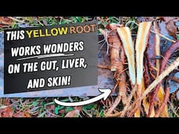 Old Timers Used This Root to “Purify the Blood” and Heal Chronic Skin Complaints