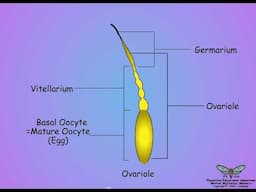 Ovary Structure