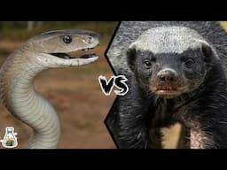 Black Mamba vs Honey Badger - Who Would Win?