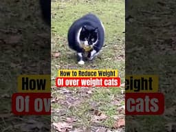 How to Help Your Overweight Cat Lose Weight | Vet-Approved Tips!