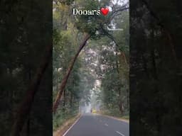 Dooars ❤️ #dooars #northbengal