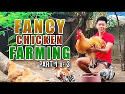 AMAZING FANCY CHICKEN FARMING: MGA ALAGANG FANCY CHICKEN, UMAABOT DAW NG 8K ANG HALAGA KADA PIRASO