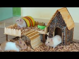 DIY Craft How To build cute House for Hamsters