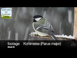 footage    Kohlmeise (Parus major).  Great tit