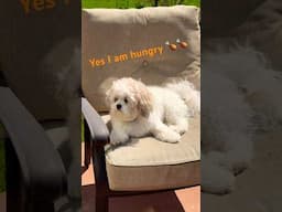 Yes Yes I am Hungry and I need food 🤣🤣 #shorts #doglover #dogvideo #funny