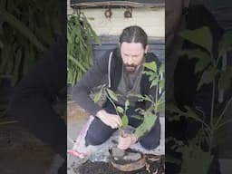 Full video uploaded #bonsai #bonsaitree #avocado #zen #gardening #permaculture