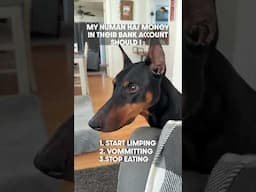 Never Fails #dog #funny #puppy #doberman #dobermanpinschers #dobermanpuppy #dogsfunny