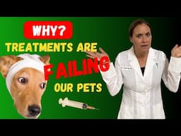 Why Conventional Treatments Fail for IBD in Dogs (And What Actually Works)