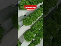 HYDROPONICS LETTUCE