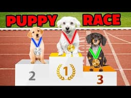 The Puppy Olympics Challenge!!