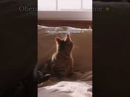 Oberon's Morning Routine